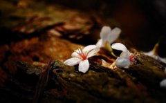 塵緣飛花，人去樓空，夢(mèng)里花落為誰(shuí)痛