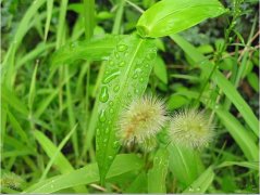 描寫夏雨的句子