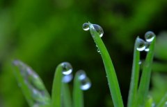 關于春雨的優美句子