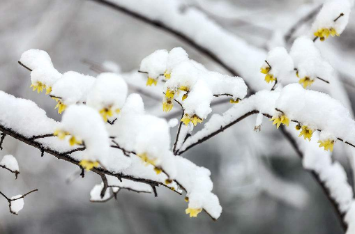 初雪適合發圈優美的句子  有關初雪唯美的說說