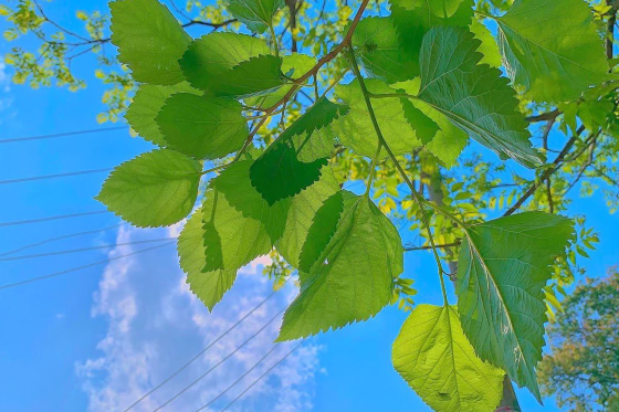 關于夏天干凈溫柔的句子   夏天唯美的句子