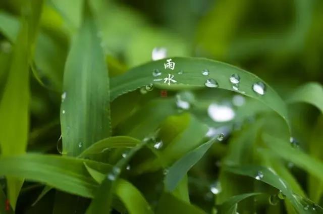 雨水節(jié)氣的唯美句子