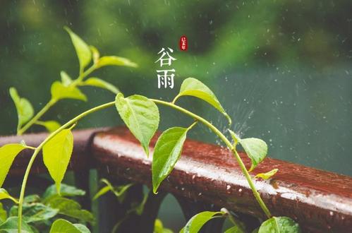 谷雨朋友圈說說