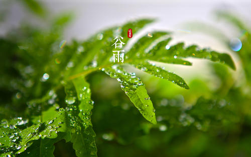 谷雨節(jié)氣養(yǎng)生短信