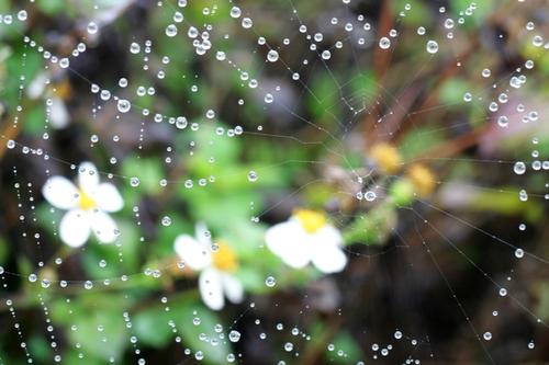 描寫春雨的唯美句子短句