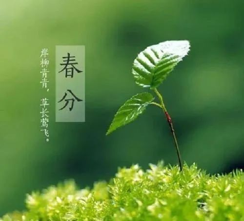 關于春分節(jié)氣的優(yōu)美句子