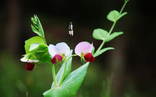 清明節發朋友圈的說說一句話