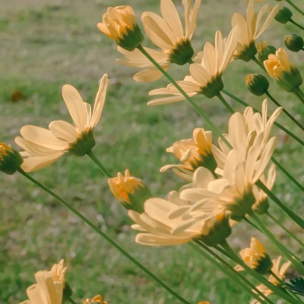 形容踏春賞花的句子