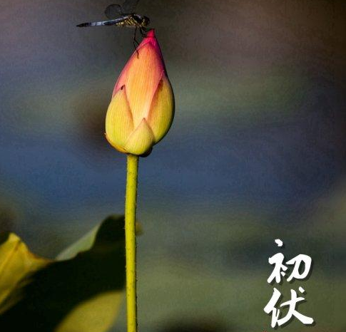 初伏祝福語(yǔ)